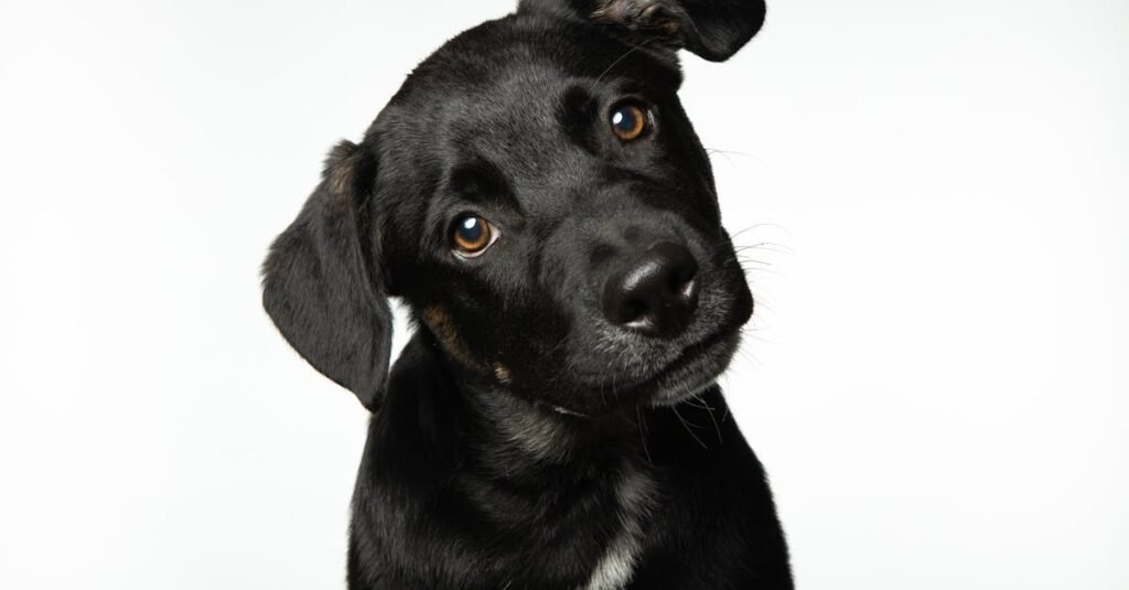 Adorable black puppy with a curious head tilt against a white background.