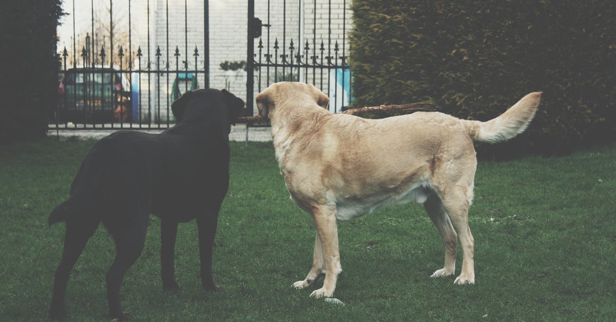 Two Labradors playing fetch near a garden gate in Emmen, Netherlands.