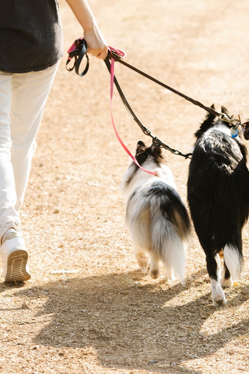 A woman walking multiple dogs on leashes in a sunny outdoor setting.